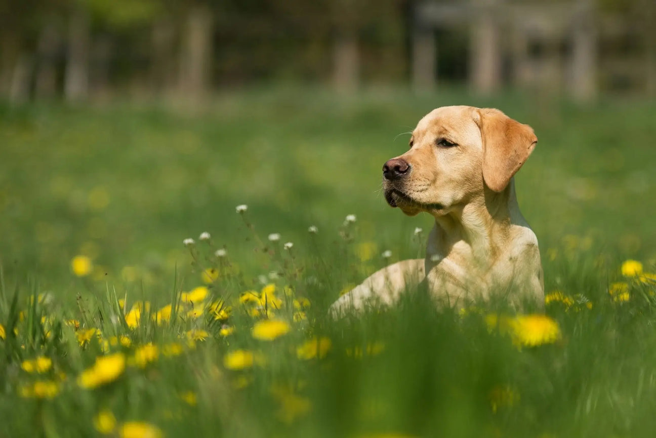 Dog cleaning