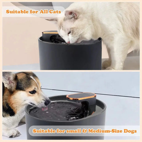 3L Cat Water Fountain with Motion Sensor Automatic Dog Water Dispenser with LED Light Ultra Silent Pet Drinking Water Fountain - Zoo Bestie Online Shop