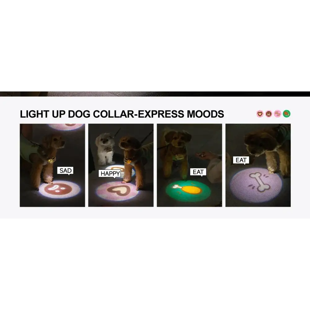 6-in-1 LED Dog Lights: Waterproof, Stylish, and Perfect for Night Walks! 🐾💡 - Zoo Bestie Online Shop