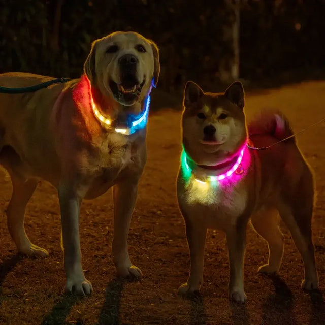 **6-Mode LED Collar: Rechargeable Anti-Lost & Stylish!** 🐾✨ - Dog Collar