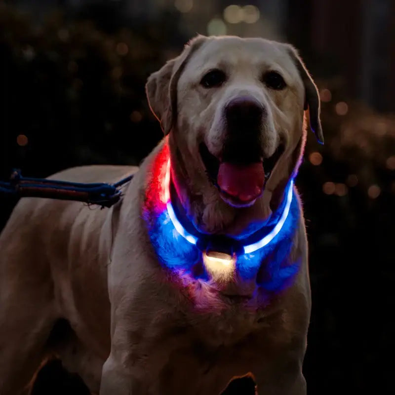 **6-Mode LED Collar: Rechargeable Anti-Lost & Stylish!** 🐾✨ - Dog Collar