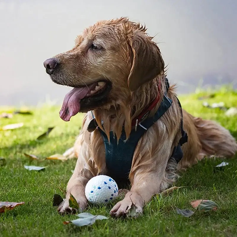 Durable High-Elastic Dog Chew Ball – Perfect for All Sizes - Interactive Toy